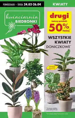 Biedronka Kwiat doniczkowy oferta