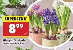 Biedronka Hiacynt 3 cebule oferta