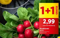 Lidl Rzodkiewka oferta