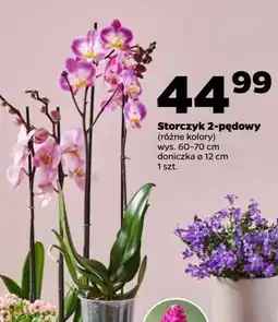 Netto Storczyk 2-pędowy don. 12 cm oferta