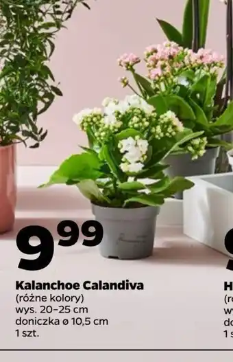 Netto Kalanchoe calandiva don. 10 cm oferta