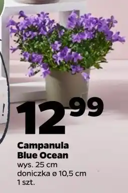 Netto Campanula blue ocean oferta