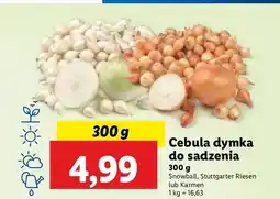 Lidl Cebula dymka karmen oferta