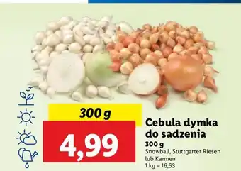 Lidl Cebula dymka karmen oferta