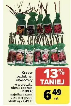 Carrefour Roża w woreczku oferta