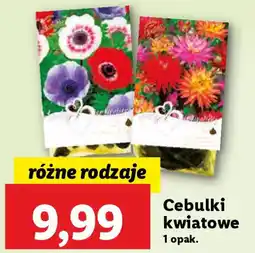 Lidl Cebulki kwiatowe oferta