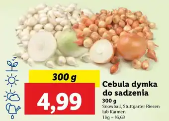 Lidl Cebula dymka do sadzenia oferta