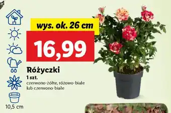 Lidl Różyczki oferta