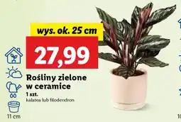 Lidl Rośliny zielone w ceramice oferta