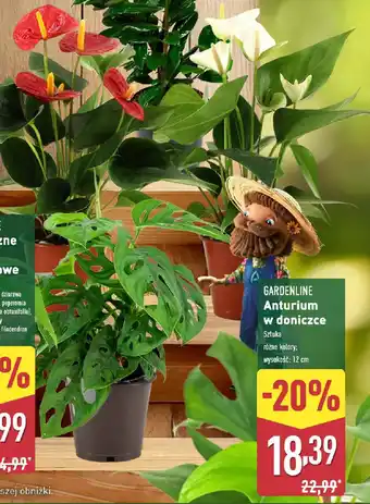 ALDI GARDENLINE Anturium w doniczce oferta