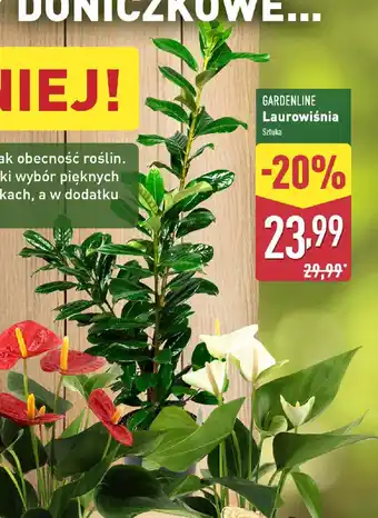 ALDI GARDENLINE Laurowiśnia oferta