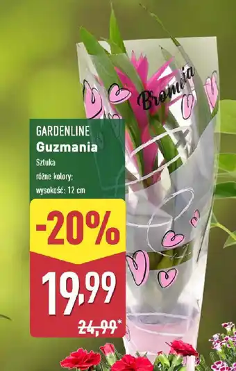 ALDI GARDENLINE Guzmania oferta