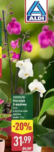 ALDI GARDENLINE Storczyk 2-pędowy oferta