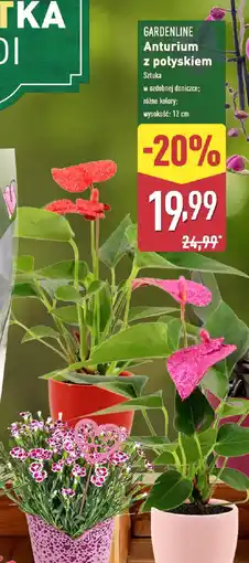 ALDI GARDENLINE Anturium z połyskiem oferta