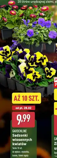 ALDI GARDENLINE Sadzonki wiosennych kwiatów oferta