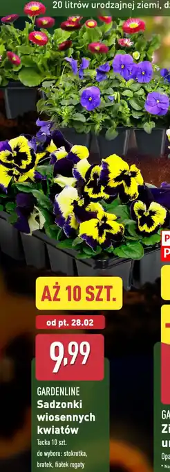 ALDI GARDENLINE Sadzonki wiosennych kwiatów oferta