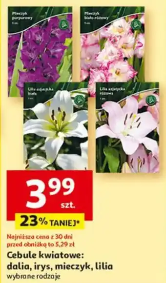 Auchan Cebule kwiatowe dalia, irys, mieczyk, lilia oferta