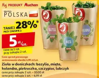 Auchan Zioła w doniczkach: bazylia, mięta, kolendra, pietruszka, szczypior, lubczyk oferta