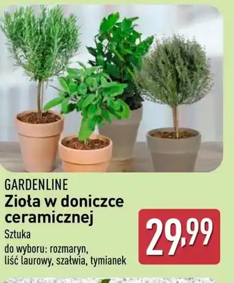 ALDI Zioła Gardenline oferta