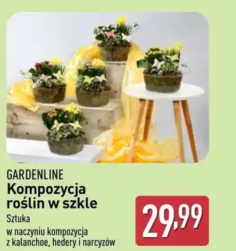 ALDI Roślina doniczkowa Gardenline oferta