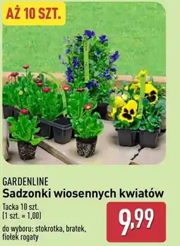 ALDI Sadzonki kwiatów Gardenline oferta