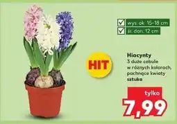 Kaufland Hiacynt 3 cebule don. 12 cm oferta