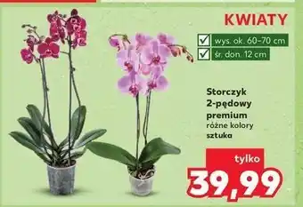 Kaufland Storczyk 2 pędowy oferta