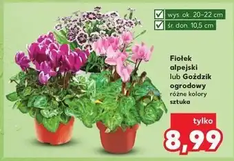 Kaufland Goździk ogrodowy śr. 10.5 cm oferta