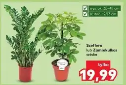 Kaufland Zamiokulkas oferta