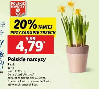 Lidl Narcyz don. 12 cm oferta