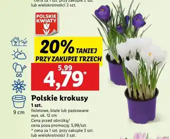 Lidl Krokus w paski 12 cm oferta