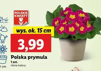 Lidl Prymula 15 cm oferta