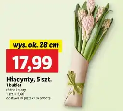 Lidl Hiacynty oferta