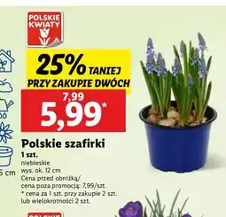 Lidl Szafirek doniczka 12 cm oferta