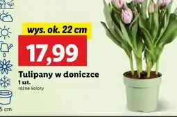 Lidl Tulipany 22 cm oferta