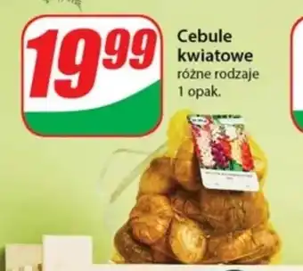 Dino Cebule kwiatowe oferta