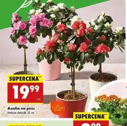 Biedronka Azalia na pniu oferta