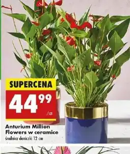 Biedronka Anthurium Million Flowers oferta