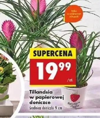 Biedronka Tillandsia w papierowej doniczce oferta