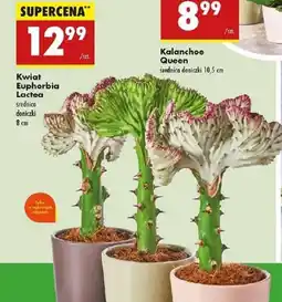 Biedronka Kwiat Euphorbia Lactea oferta