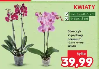 Kaufland Storczyk Ok oferta