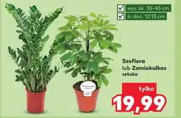 Kaufland Szeflera oferta