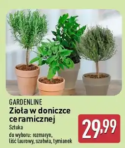 ALDI Tymianek w ceramicznej doniczce 16 cm Gardenline oferta