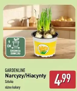 ALDI Hiacynt Gardenline oferta