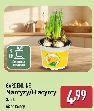 ALDI Hiacynt Gardenline oferta