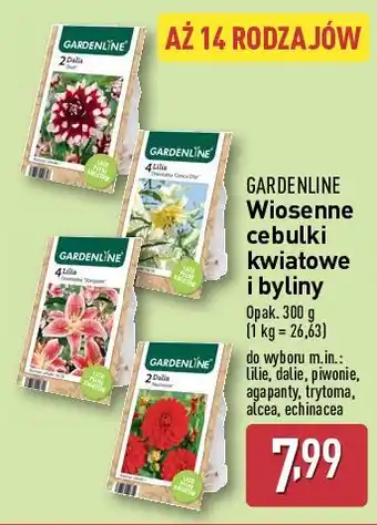 ALDI Cebulki echinacea Gardenline oferta