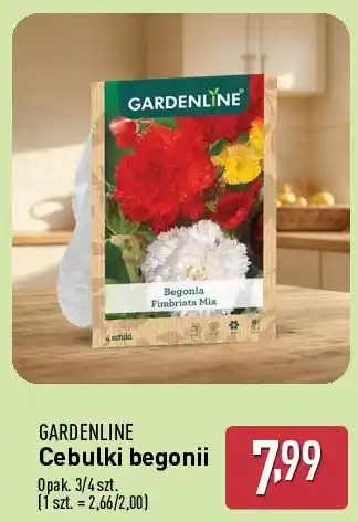 ALDI Cebulki begonii Gardenline oferta