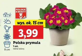 Lidl Prymula Polskie kwiaty oferta