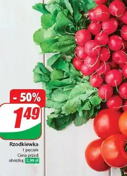 Dino Rzodkiewka oferta