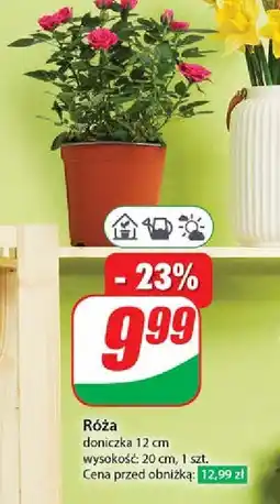 Dino Róża 12 cm oferta